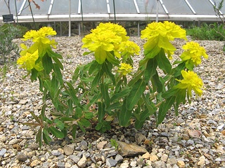 Euphorbia_polychroma03.jpg