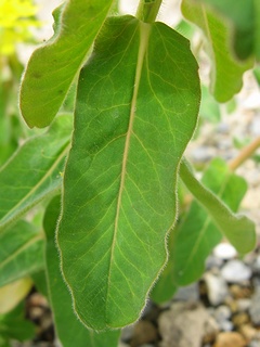 Euphorbia_polychroma04.jpg