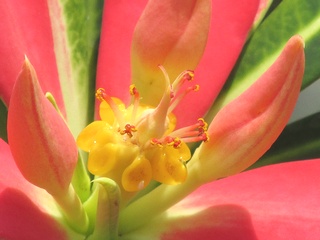 Euphorbia_punicea02.jpg