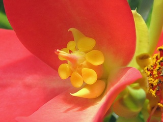 Euphorbia_punicea03.jpg