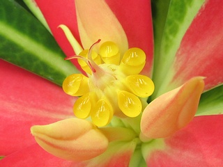 Euphorbia_punicea04.jpg