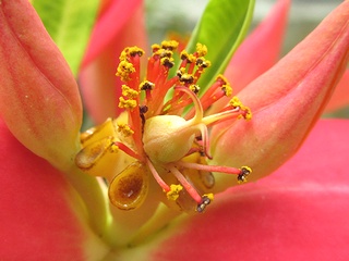 Euphorbia_punicea05.jpg