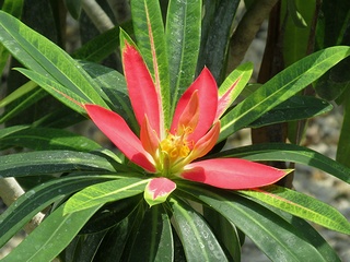 Euphorbia_punicea06.jpg