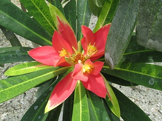 Euphorbia_punicea07.jpg