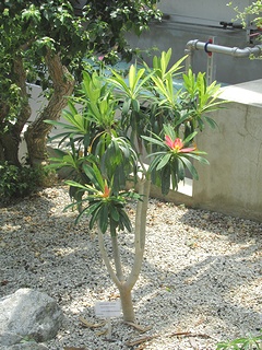 Euphorbia_punicea08.jpg