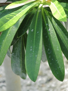 Euphorbia_punicea09.jpg