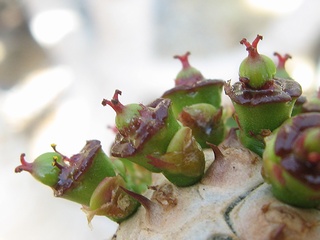 Euphorbia_unispina02.jpg