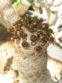 Euphorbia_unispina04.jpg