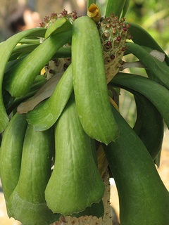 Euphorbia_unispina06.jpg
