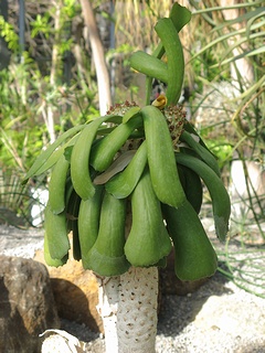 Euphorbia_unispina07.jpg
