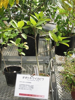 Ficus_nishimurae02.jpg