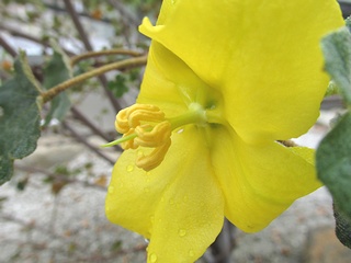 Fremontodendron_californicum02.jpg