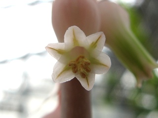Gasteria_brachyphylla01.jpg