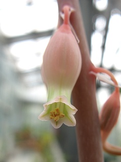 Gasteria_brachyphylla02.jpg