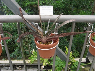 Gasteria_brachyphylla04.jpg