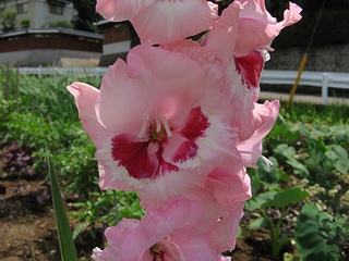 Gladiolus05.jpg