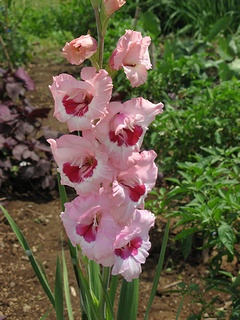 Gladiolus06.jpg