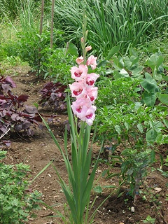 Gladiolus07.jpg