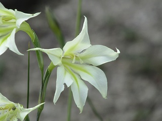 Gladiolus_tristis01.jpg