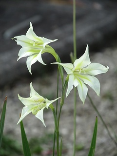 Gladiolus_tristis02.jpg