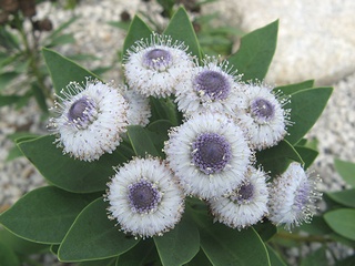 Globularia_sarcophylla04.jpg