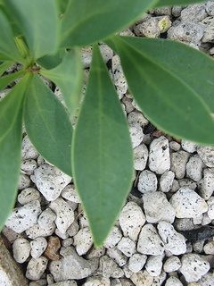 Globularia_sarcophylla06.jpg
