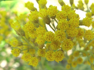 Helichrysum_serotinum01.jpg