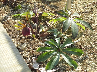 Helleborus_orientalis_abchasicus02.jpg