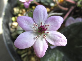 Hepatica_nobilis_japonica_pubescens07.jpg