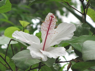 Hibiscus_arnottianus01.jpg