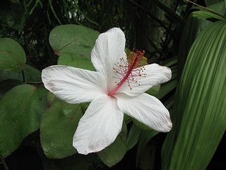 Hibiscus_arnottianus04.jpg
