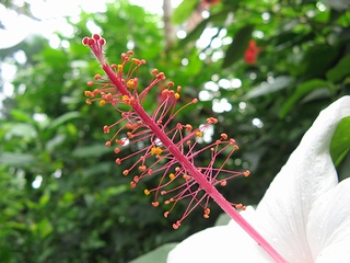 Hibiscus_arnottianus05.jpg