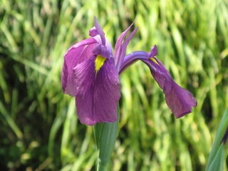 Iris01.jpg