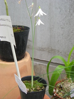 Leucojum_trichophyllum02.jpg