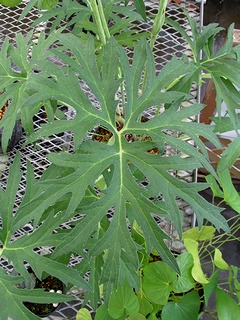 Ligularia_japonica07.jpg