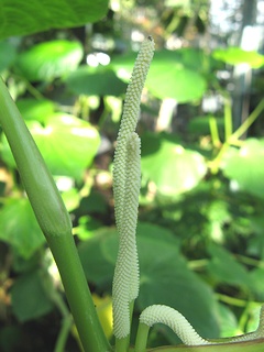 Macropiper_ latifolium01.jpg