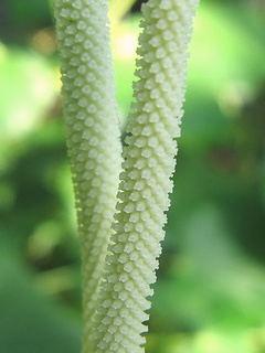Macropiper_ latifolium02.jpg