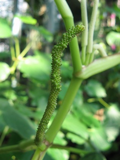 Macropiper_ latifolium06.jpg