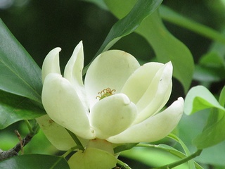 Magnolia_virginiana01.jpg