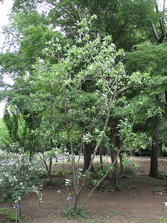 Magnolia_virginiana02.jpg