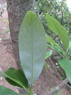 Magnolia_virginiana04.jpg