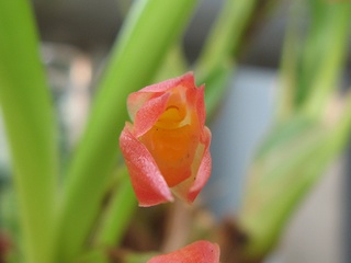 Maxillaria_coccinea02.jpg