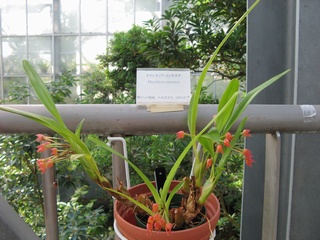 Maxillaria_coccinea04.jpg