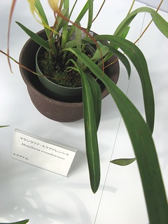 Maxillaria_ecuadorensis04.jpg