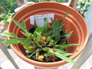 Maxillaria_ferdinandiana04.jpg