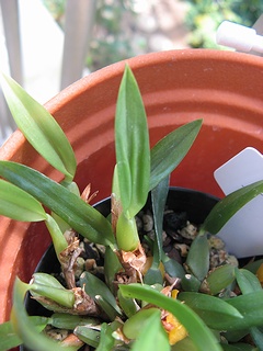 Maxillaria_ferdinandiana05.jpg