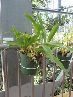 Maxillaria_hedwigiae06.jpg
