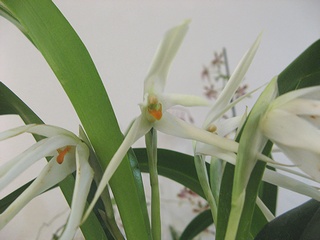 Maxillaria_ochroleuca01.jpg