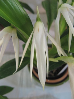Maxillaria_ochroleuca02.jpg
