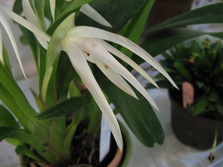 Maxillaria_ochroleuca03.jpg